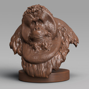 Orangutan