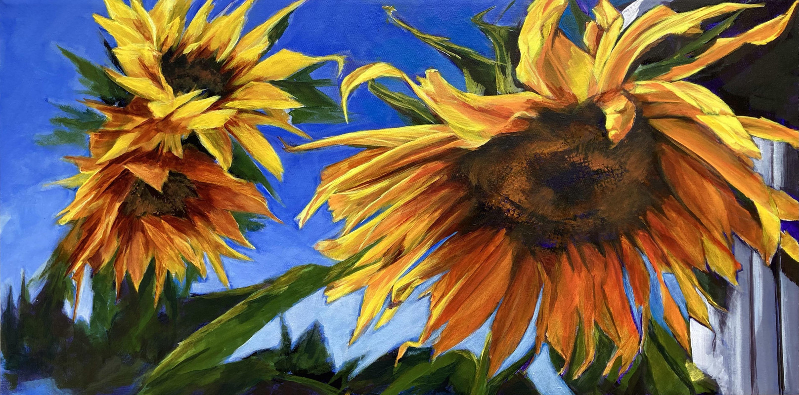 Seeking Sunshine