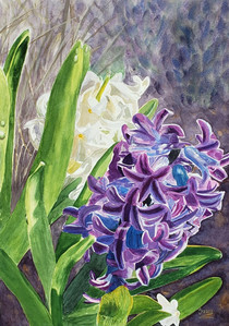 Spring means Hyacinths!