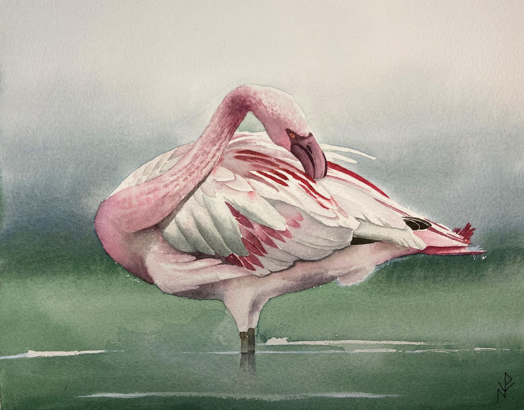 Preening in Pink