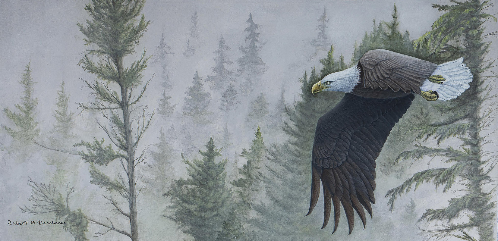 S&eacute;r&eacute;nade Bor&eacute;ale. Bald Eagle in Flight