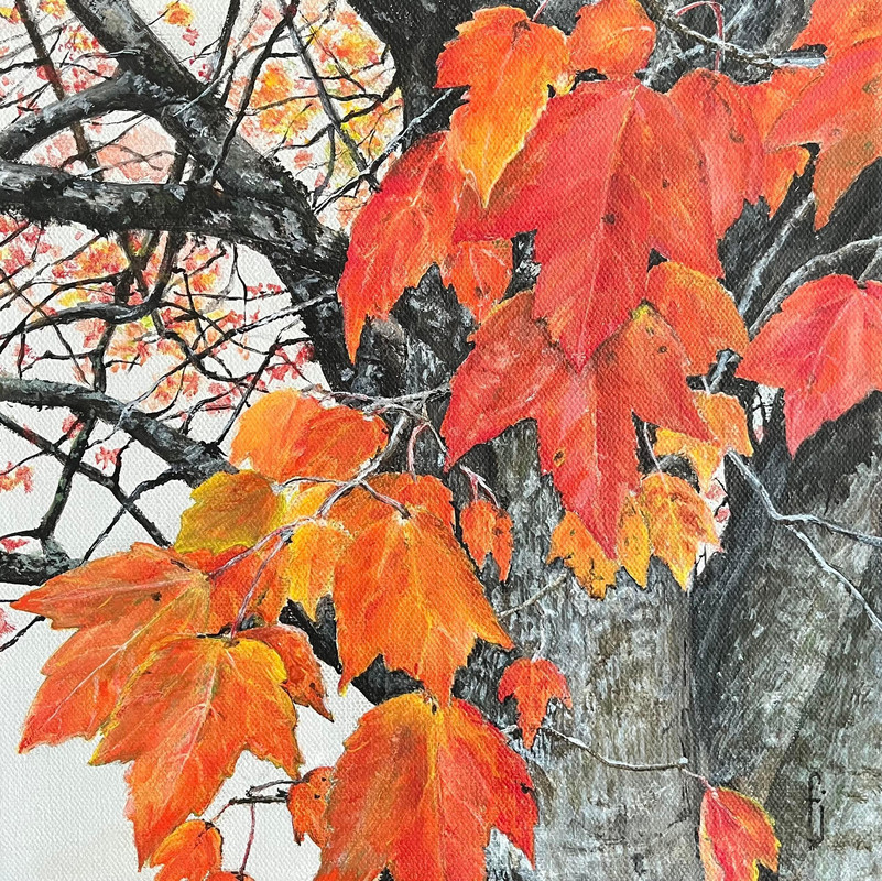 Maple tree in Autumn