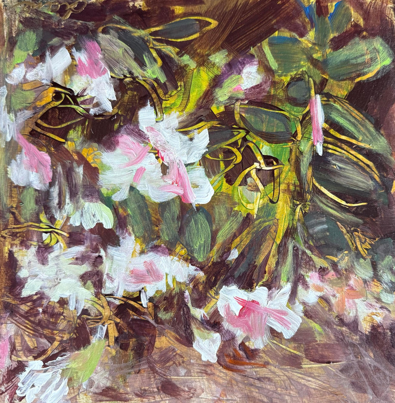 Spring Beauties