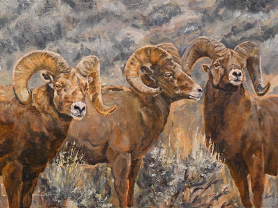 Ready to clash - Bighorns