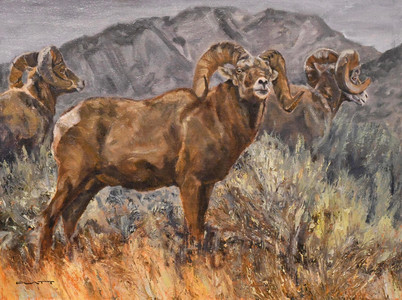 To higher ground - Bighorns
