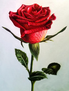 Red Rose