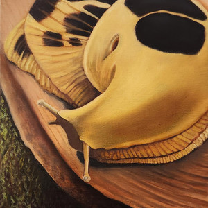 Giant of the Forest Floor