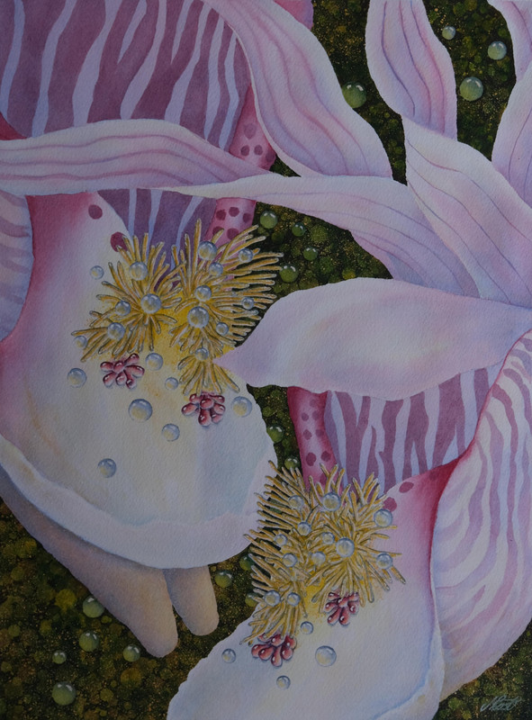 Fairy Slippers