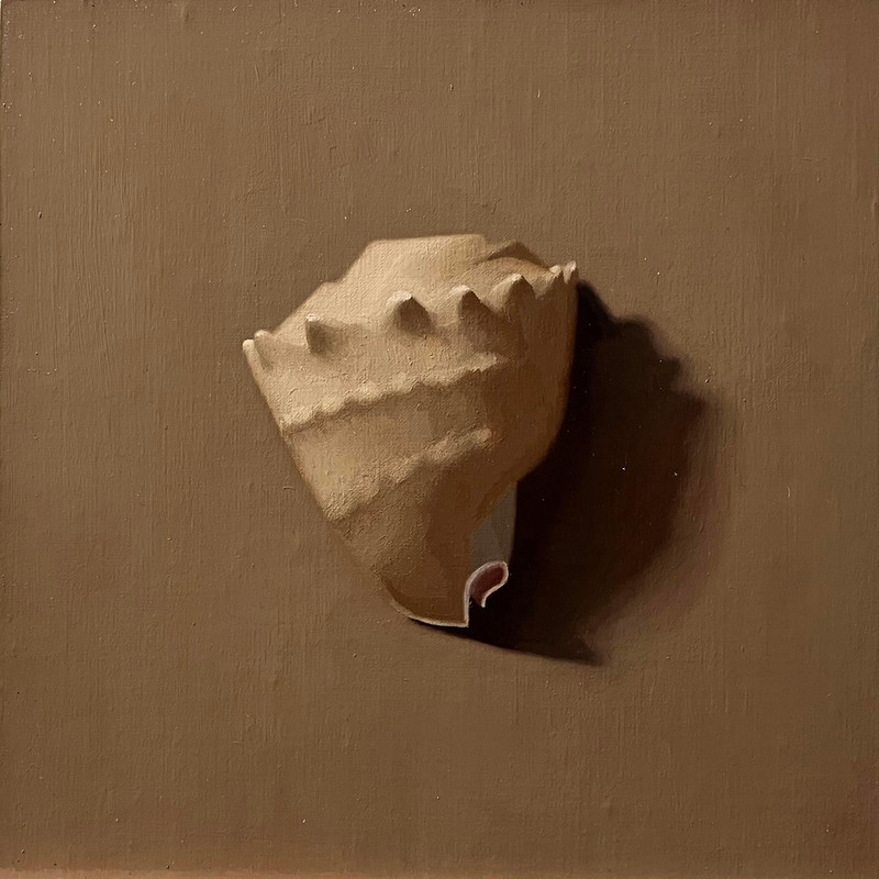 Cone Shell