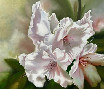 Rhododendron
