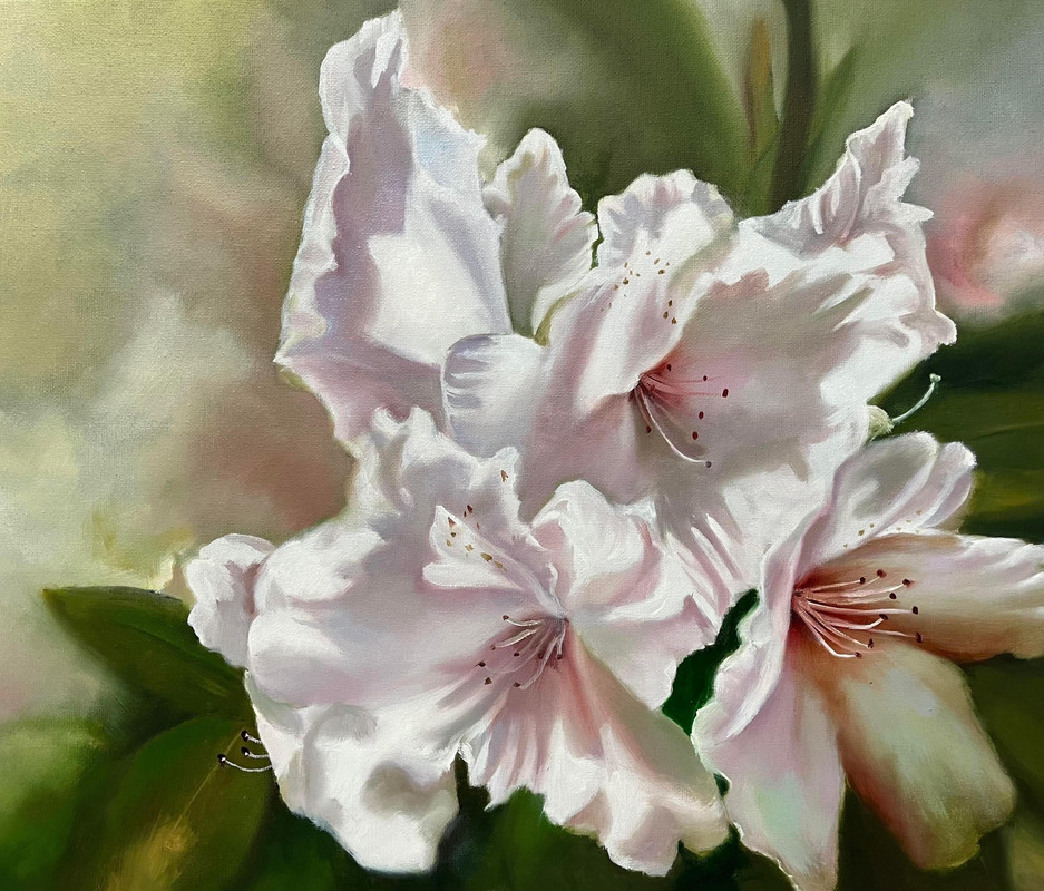 Rhododendron