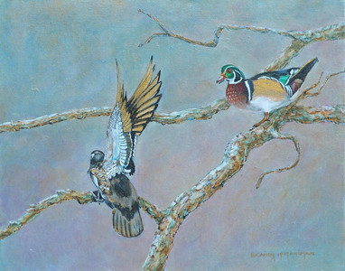 Iconic Wood Ducks Courting