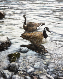 Canada Geese at Alouette Lake