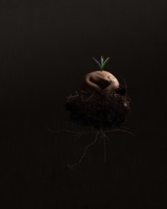 The Dreaming Seed