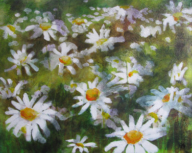 Midsummer Daisies