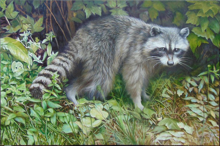 Raccoon