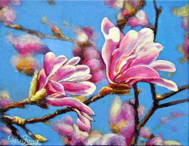 Magnolia in Spring