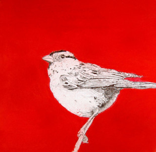 Little Bird
