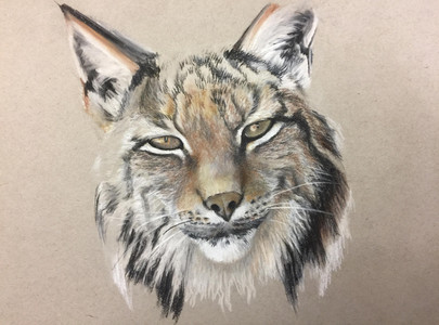 Lynx