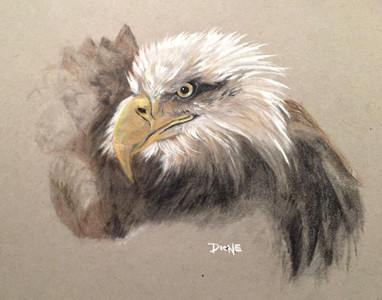 Bald Eagle