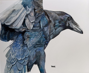 Raven's Contemplation