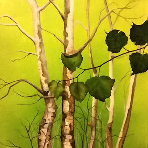 Birch Trees