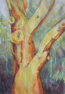 Arbutus Tree
