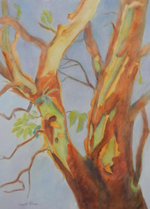 Arbutus Tree