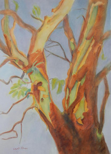 Arbutus Tree