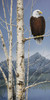 View #1