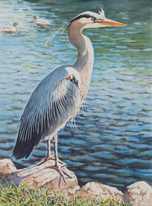 Blue Heron