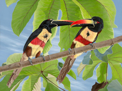 Fiery-billed Aracari