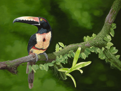 Collared Aracari