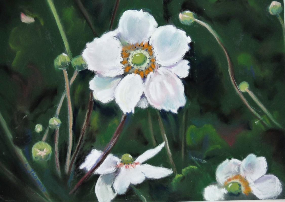 Japanese Anemone