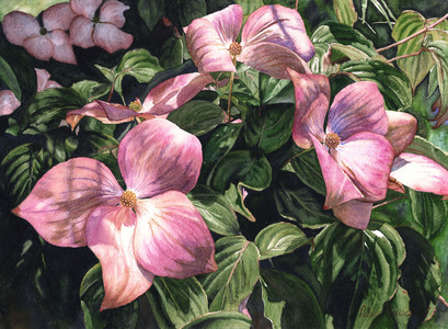 Cornus Kousa Satomi