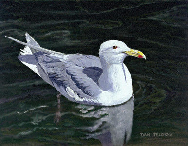 Glaucous Winged Gull