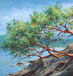 Island Arbutus