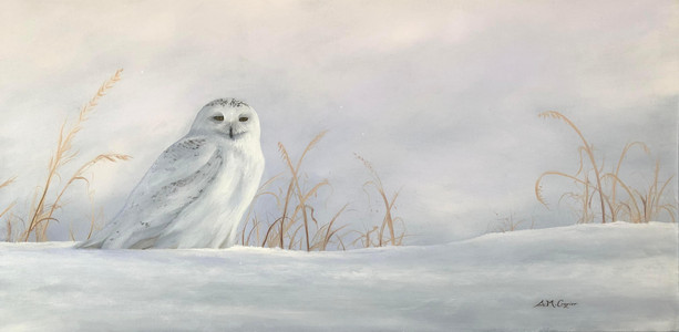 Snowy Owl