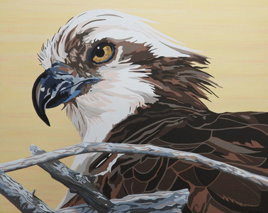 Osprey III On the Nest