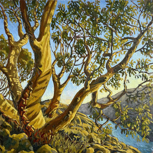 Arbutus Tangle