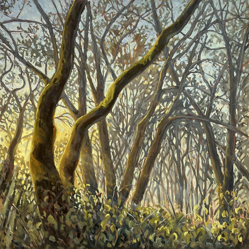 Garry Oaks Misty Morning