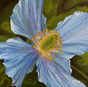 Poppy Blue Lullaby