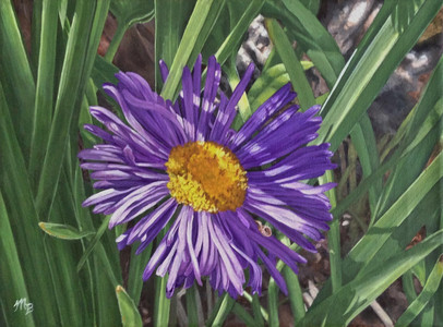 Wild Aster