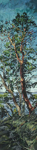 Coastal Arbutus