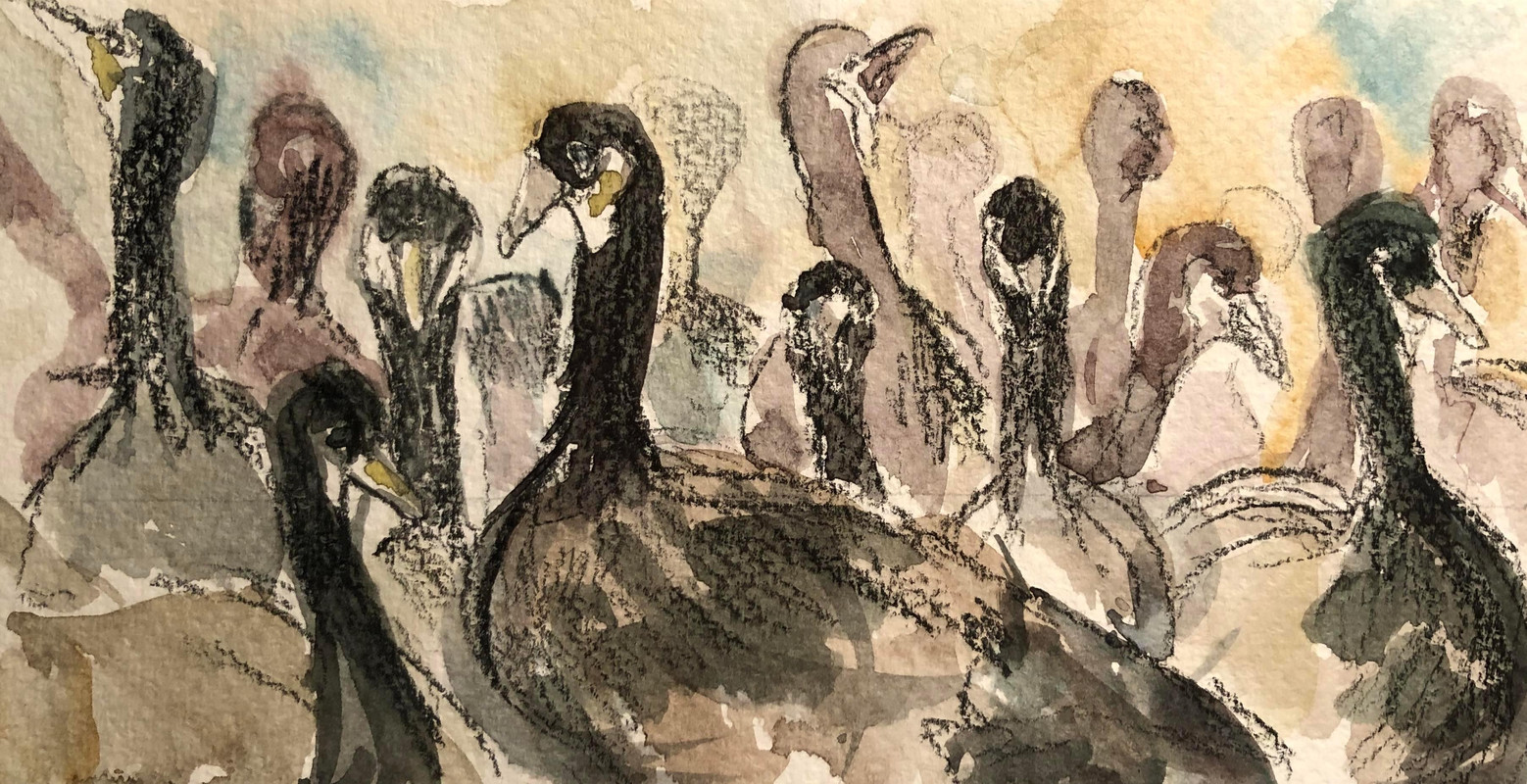 Canada Geese at Trout Lake