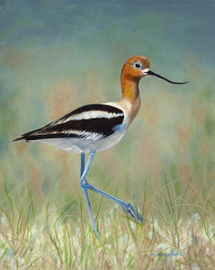 "American Avocet"