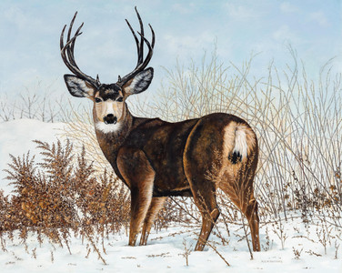 Mule Deer