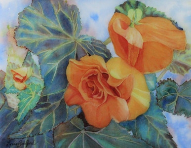 Orange Begonias