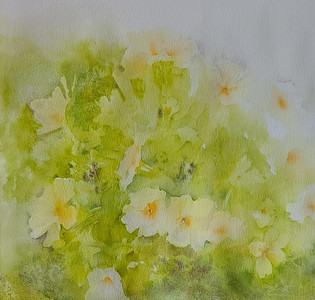 Yellow Primulas