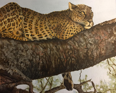 Favourite Perch - Leopard